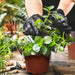 36Packs 5/4/3.5 Inch Nursery Pots with Clear Humidity Domes, Seed Starting Pots with Drainage Holes, Garden Containers for Seedlings, Succulents,Cuttings,Flowers and Vegetables with 50PCS Plant Labels