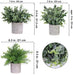 Mini Potted Plants Artificial Eucalyptus Boxwood Rosemary Greenery in Pots Faux Potted Herbs Small Houseplants 8.3"-9" Tall for Indoor Greenery Tabletop Décor Centerpiece 3 Pack