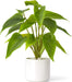 Fake Plants in Ceramic Pot, 11" Potted Artificial Plants for Home Decor Indoor Faux Green Leaf Plant with Modern White Planter for Desk Shelf Office Room Decoration (Pothos)