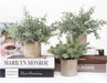 Mini Potted Fake Plants Artificial Small Eucalyptus Plants for Home Office Desk Farmhouse Decor