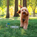 Vibrant Life Reflective Vinyl Covered Tie-Out for Dogs, Medium, 25'