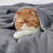 Fleece Bed Blankets Queen Size Grey - Soft Lightweight Plush Fuzzy Cozy Luxury Blanket Microfiber, 90X90 Inches