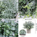Set of 3 Mini Potted Artificial Eucalyptus Plants Plastic Fake Green Rosemary Plant for Home Decor Office Desk Shower Room Decoration