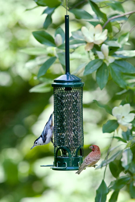 Squirrel Buster Mini Squirrel-Proof Bird Feeder W/4 Metal Perches, 0.98-Pound Seed Capacity