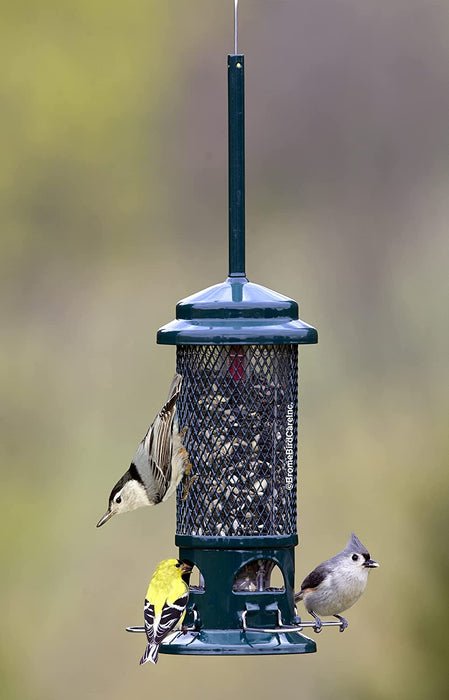 Squirrel Buster Standard Squirrel-Proof Bird Feeder W/4 Metal Perches, 1.3-Pound Seed Capacity, Garden Green