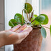 Suncatcher - Plant Suncatcher, Gold Shepherds Hook with Single Hanging K9 Crystal Prism, 6.3X2.2