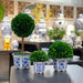 7" Preserved Natural Boxwood in Ceramic Pot - Plant and Table Centerpiece - Stunning Greenery and Plant Decor for Home - Blue & White (Small 7" Tall Topiary)