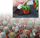 100 Pieces Plastic Plant Nursery Pots Reusable Plant Seeding Nursery Pot Flower Plant Containers Seed Starting Pots for Gardens, 3 Sizes (Brown)