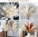 120 Pcs Dried Pampas Grass Dried Flowers Bouquet Natural Pampas Grass Decor White & Brown Pompous Grass Bunny Tails Reed for Farmhouse Rustic Party Wedding Boho Home Decorations, 17.5''