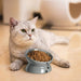 Raised Cat Food Bowl, Ceramic Elevated Cat Bowl, Title Angle Protect Cat'S Spine, anti Vomiting Cat Dish, Backflow Prevention, Grey