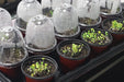 BEWAVE Plant Nursery Pots with Humidity Dome, 100 Sets Indoor Gardening Pot Planting Containers Starter Seed Starting Containers Planters with 100 Pcs Plant Labels, 3.5"