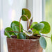 Suncatcher - Plant Suncatcher, Gold Shepherds Hook with Single Hanging K9 Crystal Prism, 6.3X2.2
