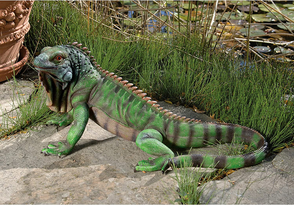 QL56991 Iggy the Iguana Garden Statue, 22 Inch, Large, Full Color