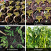 3”Seed Pots for Planting,50 Pack Seed Starter Peat Pots,Heavy Duty Thickened Peat Pots for Seedlings,Paper Pulp Peat Pot Organic Germination Starter Pots for Planting,Planting Cups for Seeds