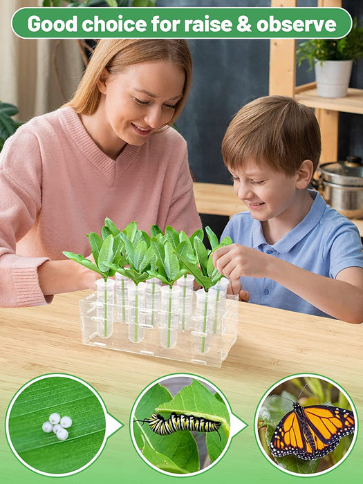 Floral Tubes Kit with Rack for Milkweed, Monarch Caterpillars Milkweed Tubes, Milkweed Cutting Feeding with Stable Acrylic Holder, 50ML Floral Vials for Butterfly Caterpillars Supplies