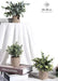 3 Pack Mini Potted Fake Plants Artificial Plastic Eucalyptus Plants for Home Office Desk Farmhouse Room Decor