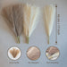 Faux Pampas Grass, Set of 10 Small 17” Stems White Artificial Pampas Grass Decor Fluffy Artificial Florals Minimalist Wedding Home Decor Grass