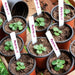 4" Plant Pots Small Plastic Plants Nursery Pot/Pots (100Pcs) Seedlings Flower Plant Container Seed Starting Pots for Plants Come with 100Pcs Plant Labels