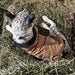 Firm Duck Insulated Dog Chore Coat Brown/Brass