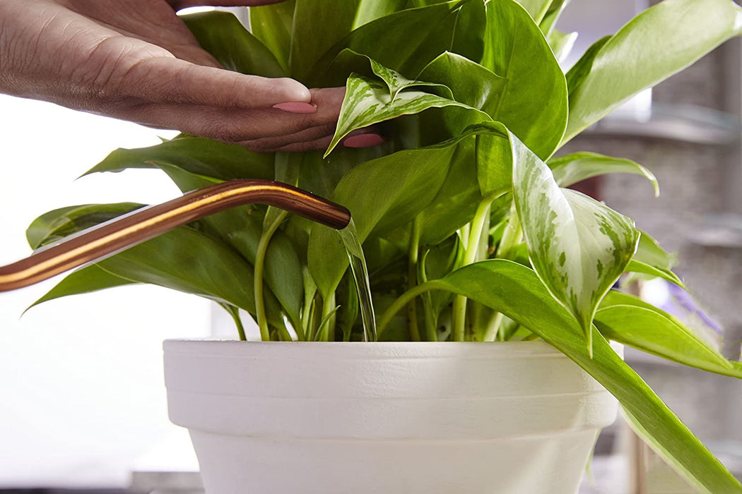 Miracle-Gro Indoor Plant Food (Liquid)