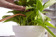 Miracle-Gro Indoor Plant Food (Liquid)