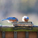 Wildlife and Bird Feeder, Deck and Ground Tray Feeder for Birds, Squirrels, Chipmunks, and Rabbits