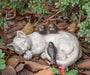 Sleeping Cat Garden Statues Outdoor - Sparrows on Cat Figurine 12" X 8" X 4.5"