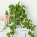 Grape Leaf Cascading Artificial Ivy Vine Bush Greenery - Indoor/Outdoor Tuscany Vineyard Winery Hanging Grape Leaves Plant for Home Porch or Patio Decor (39" L)