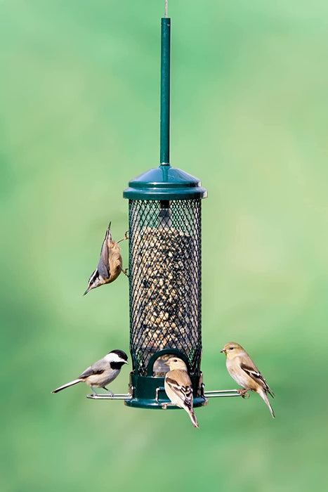 Squirrel Buster Mini Squirrel-Proof Bird Feeder W/4 Metal Perches, 0.98-Pound Seed Capacity