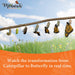 Short Peg Rack with 8 Large Floral Tubes to Feed Caterpillars Fresh Milkweed Cuttings, Host Plants, and Nectar Flowers by
