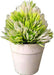 Realistic Potted Artificial Succulent Plants Home Office Desktop Bonsai Decor White