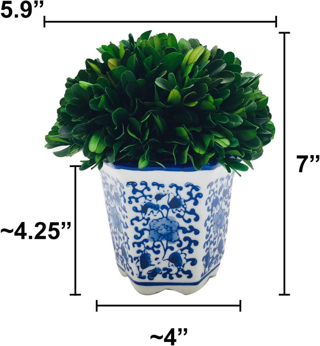 7" Preserved Natural Boxwood in Ceramic Pot - Plant and Table Centerpiece - Stunning Greenery and Plant Decor for Home - Blue & White (Small 7" Tall Topiary)