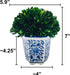 7" Preserved Natural Boxwood in Ceramic Pot - Plant and Table Centerpiece - Stunning Greenery and Plant Decor for Home - Blue & White (Small 7" Tall Topiary)