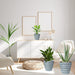 Plant Pots, 7.5/6.5/5.5 Inch Set of 3 Planters Flower Pots with Drainage Hole and Tray, Macetas Para Plantas Plastic Pots for Indoor Outdoor Plants