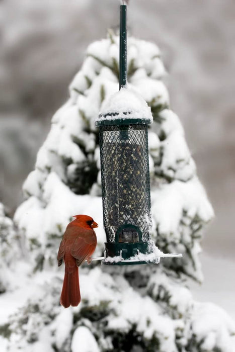 Squirrel Buster Mini Squirrel-Proof Bird Feeder W/4 Metal Perches, 0.98-Pound Seed Capacity
