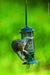 Squirrel Buster Standard Squirrel-Proof Bird Feeder W/4 Metal Perches, 1.3-Pound Seed Capacity, Garden Green