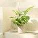 1Pc Faux Plant Indoor in Plant Pot 16"- House Plant for Farmhouse Kitchen Decor Living Room Accessories Home Office Cubicle Bookshelf Guest Room Balcony Bathroom Rustic Green Room Floor Table