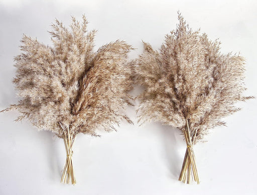 Pampas Grass Decor, Natural Dry Pampas Grass Small, Short Pampass Bulk for Farmhouse, Wall, Kitchen, Bedroom Decor, Office Decor (17 Inch )