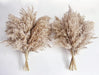 Pampas Grass Decor, Natural Dry Pampas Grass Small, Short Pampass Bulk for Farmhouse, Wall, Kitchen, Bedroom Decor, Office Decor (17 Inch )