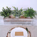 Mini Potted Plants Artificial Eucalyptus Boxwood Rosemary Greenery in Pots Faux Potted Herbs Small Houseplants 8.3"-9" Tall for Indoor Greenery Tabletop Décor Centerpiece 3 Pack