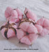 7 Natural Cotton Dried Flower Ornaments, Christmas Decorative Vases Showcasing Wreaths of Family Wedding Flowers, Nordic Rustic Decor (Pink)