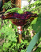 Crimson Red Hand Blown Glass Butterfly Feeder with 30" Copper Stake