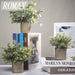 3 Pack Mini Potted Artificial Plants Fake Eucalyptus Greenery in Pots for Home Office Desk Decor