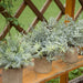 Mini Potted Fake Plants Artificial Small Eucalyptus Plants for Home Office Desk Farmhouse Decor