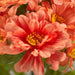 Peach Artificial Zinnia Bush Faux Zinnia Silk Flower Bush for Home Decor and Flower Arrangments