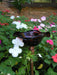 Crimson Red Hand Blown Glass Butterfly Feeder with 30" Copper Stake