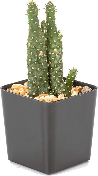 Black Square Flower Nursery Pots for Starting Seedlings, Succulents, or Cacti - 2" X 2", Pack of 100 + Thcity Stakes
