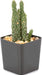 Black Square Flower Nursery Pots for Starting Seedlings, Succulents, or Cacti - 2" X 2", Pack of 100 + Thcity Stakes