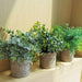 Mini Potted Plants Artificial Eucalyptus Boxwood Rosemary Greenery in Pots Faux Potted Herbs Small Houseplants 8.3"-9" Tall for Indoor Greenery Tabletop Décor Centerpiece 3 Pack