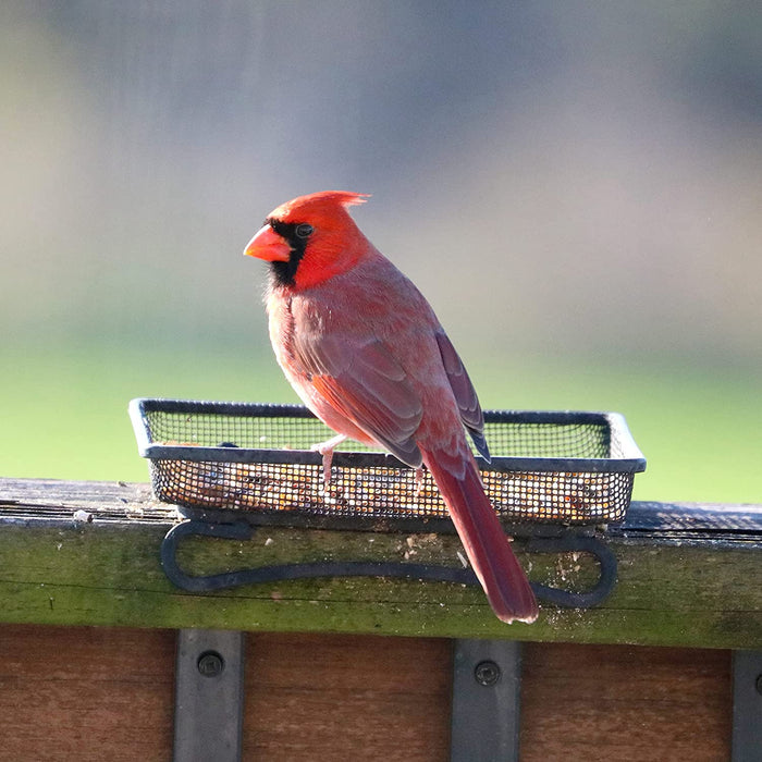 Wildlife and Bird Feeder, Deck and Ground Tray Feeder for Birds, Squirrels, Chipmunks, and Rabbits